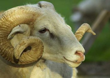 Važnost ibadeta kurbana