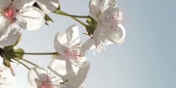 Fitna u Ahiri zemanu i putevi čuvanja