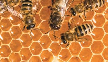 Fitna u Ahiri zemanu i putevi čuvanja