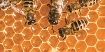 Fitna u Ahiri zemanu i putevi čuvanja