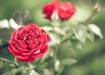 Sejjid Sibgatullah Arvasi, k.s.